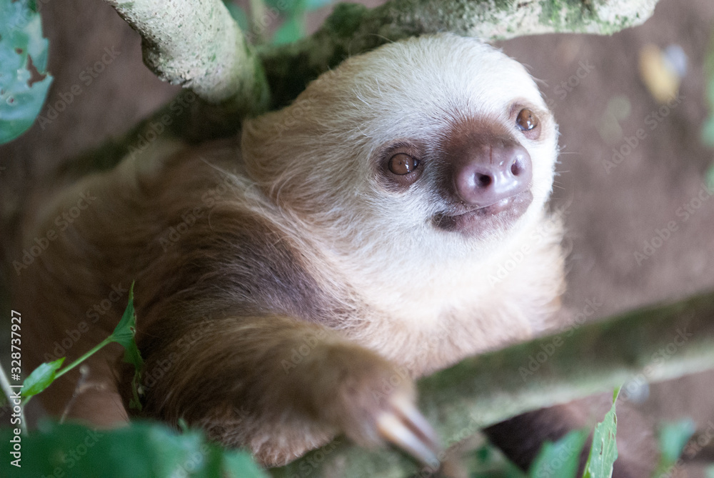 Hoffman's Two-Toed Sloth, Jaguar Rescue Center, Limón, Punta Cocles, Costa Rica Hoffman's Two-Toed Sloth, Jaguar Rescue Center, Limón, Punta Cocles, Costa Rica