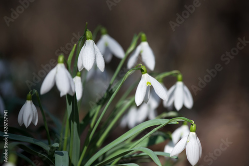 Close up of snowdrop flowers blooming in sunny spring day - selective focus, copy space