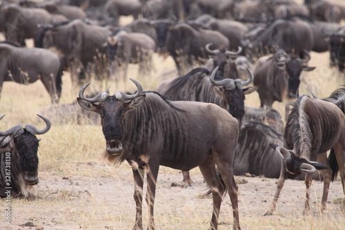 wildebeest in serengeti national park tanzania africa