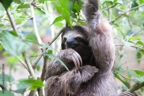 Brown-Throated Three-Toed Sloth, Jaguar Rescue Center, Limón, Punta Cocles, Costa Rica © Andrew