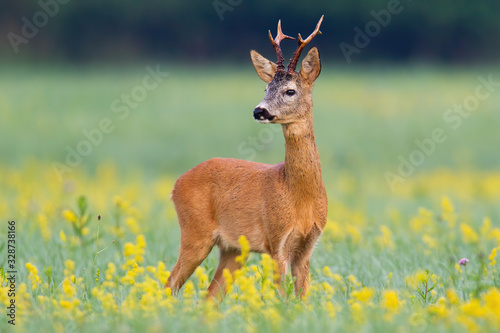 Elegant roe deer, capreolus capreolus, buck looking behind over shoulder on flourishing summer meadow with yellow flowers. Lovely wild animal listening attentively in nature with copy space.