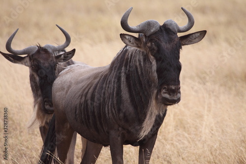 pair of wildebeest
