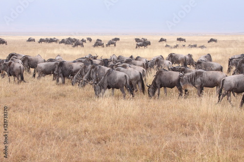 herd of wildebeest © Alan Lucas