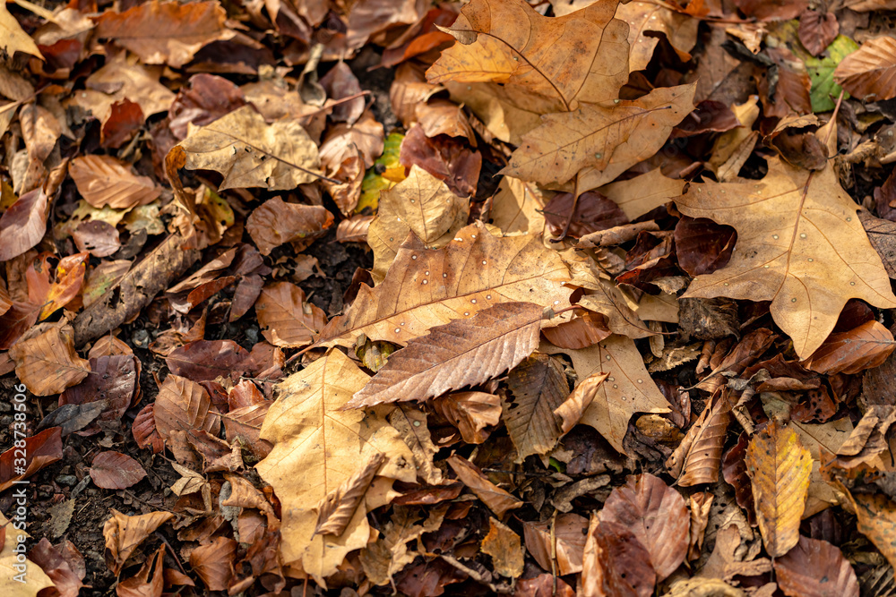 Herbstlaub