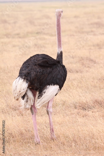 Ostrich in the Serengeti -Portrait