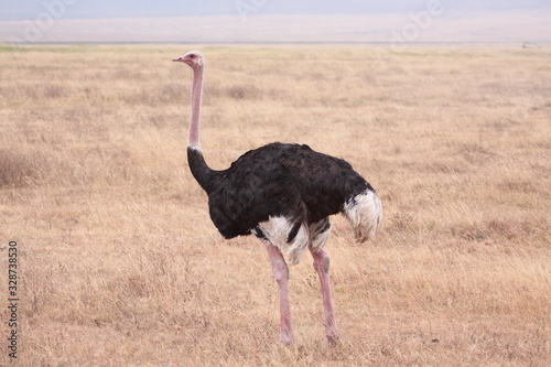 Male Ostrich - Landscape