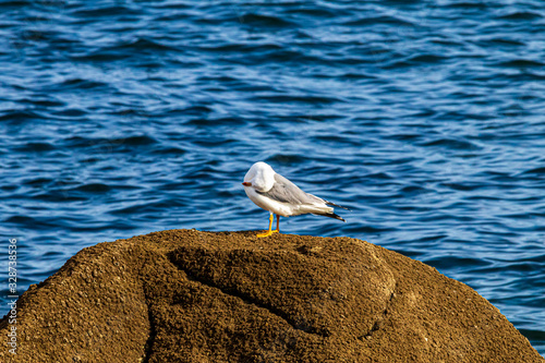 seagull on the beach