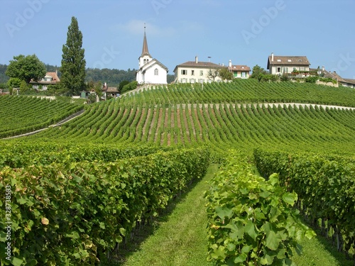 Fototapeta Naklejka Na Ścianę i Meble -  Switzerland, Lavaux Wine District, Vineyard