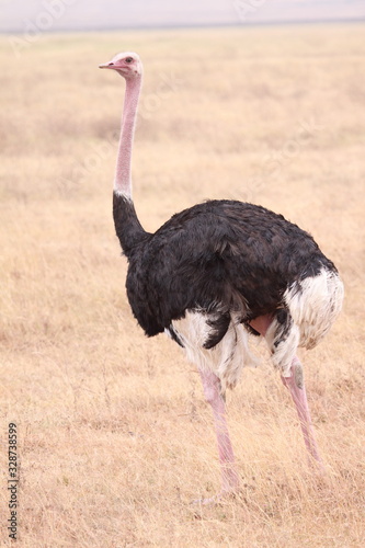 Male Ostrich - Portrait