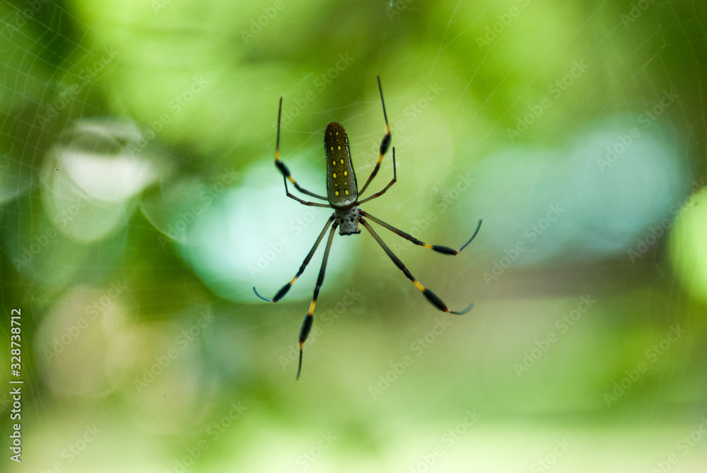 Golden Silk Orb Weaver Spider, La Selva Biological Station, Puerto Viejo de Sarapiqui, Costa Rica Golden Silk Orb Weaver Spider, La Selva Biological Station, Puerto Viejo de Sarapiqui, Costa Rica