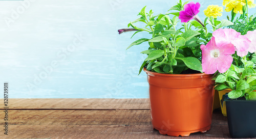 Seedlings flowers in pot. Flower on wooden table.