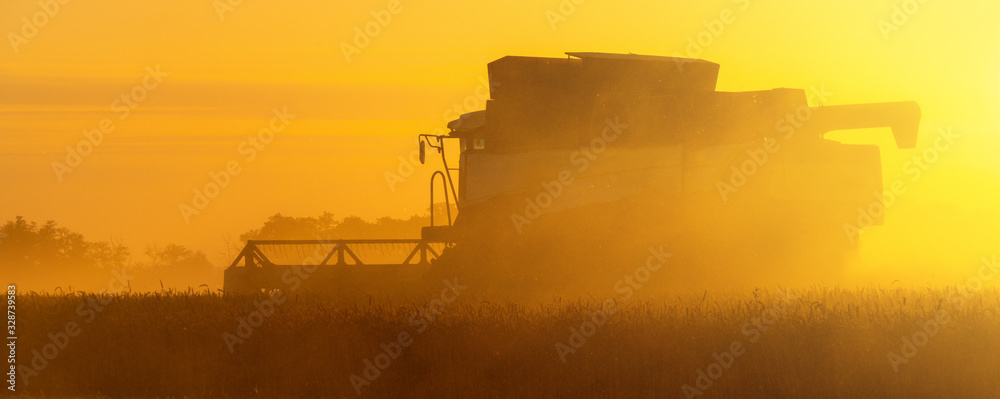 Combine harvester on the field at sunset. - obrazy, fototapety, plakaty 