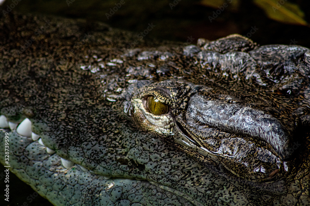 Obraz premium oeil de crocodile du nil