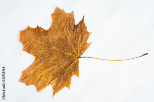 Dried dry maple leaves on white background.