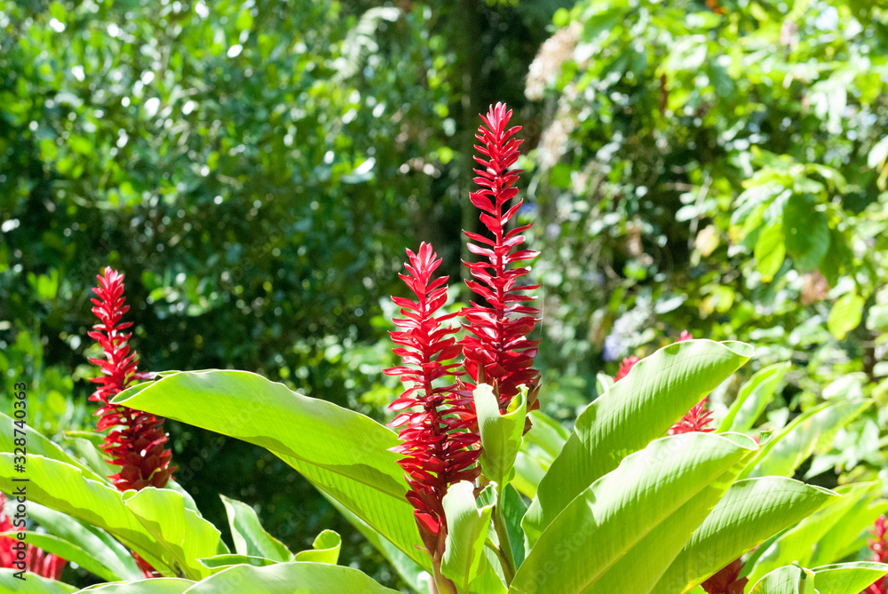 Red Ginger, Puerto Viejo de Talamanca, Limón Province, Costa Rica Red Ginger, Puerto Viejo de Talamanca, Limón Province, Costa Rica