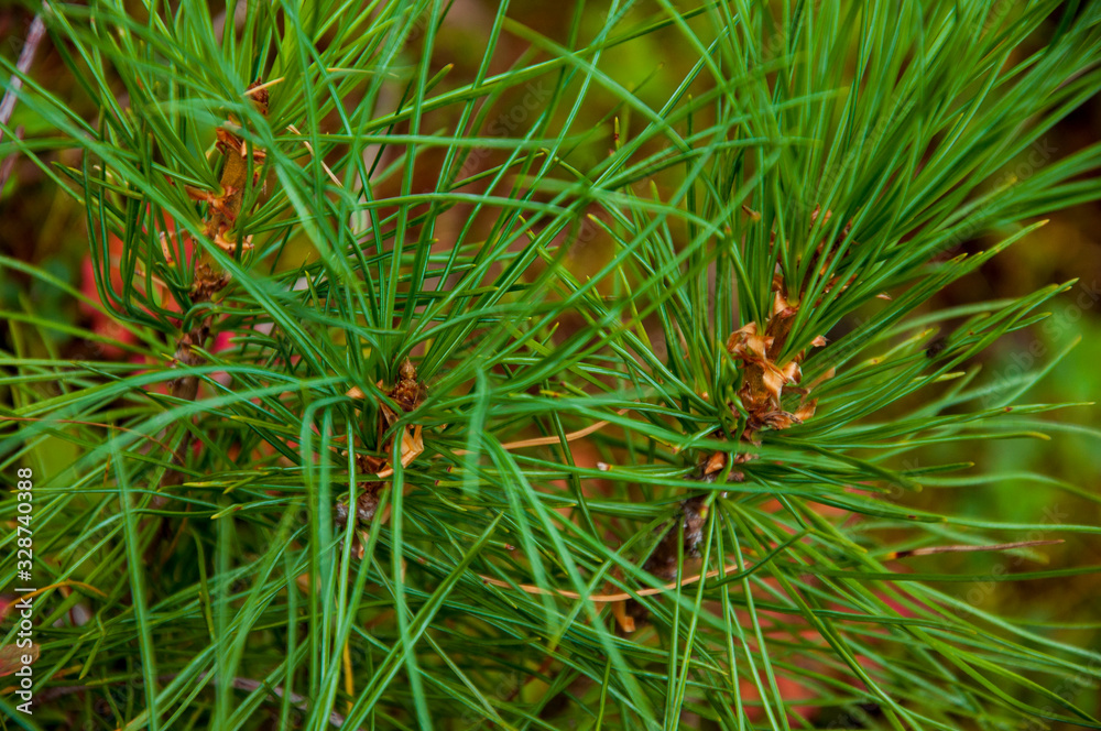 Green branch of larch with tiny leaves on the blue and yellow background. Brown cone of larch. Wild plants Green branch of larch with tiny leaves on the blue and yellow background. Brown cone of larch. Wild plants