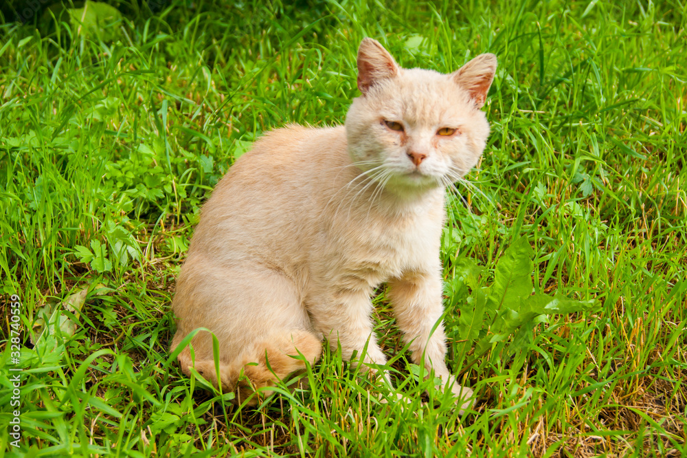 An unhappy very sad street cat sits on the green grass in the yard in the summer. An unhappy very sad street cat sits on the green grass in the yard in the summer.