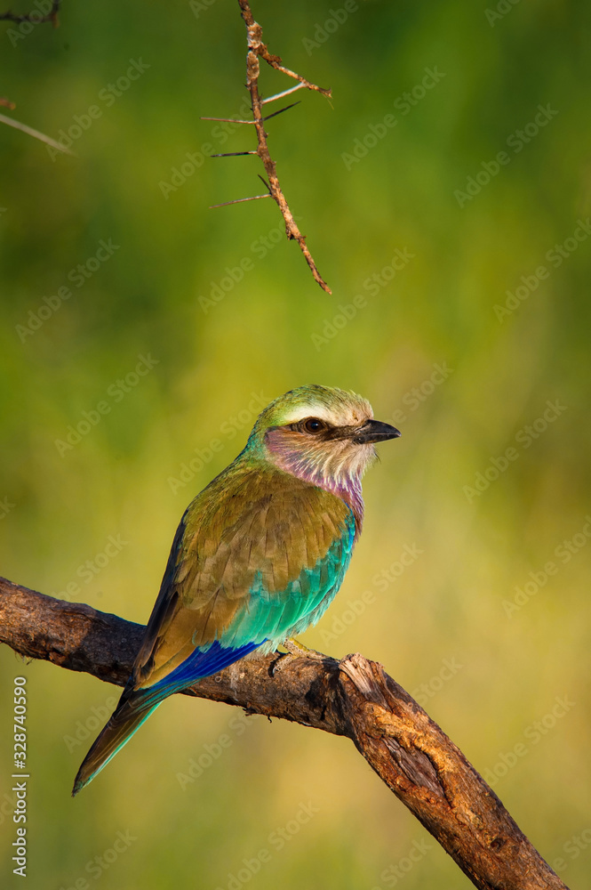 Obraz premium The lilac-breasted roller, Coracias caudatus The bird is perched on the branch in the arid African savanna Africa Uganda Wildlife scene from Africa nature. nice soft light during surice..