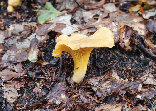 Yellow chantarelle edible mushroom in the forest