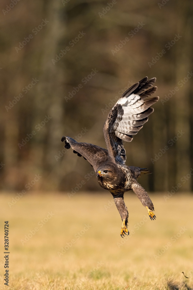 Fototapeta premium The Common Buzzard, Buteo buteo is flying above the dry grass in autumn environment of wildlife. Golden light