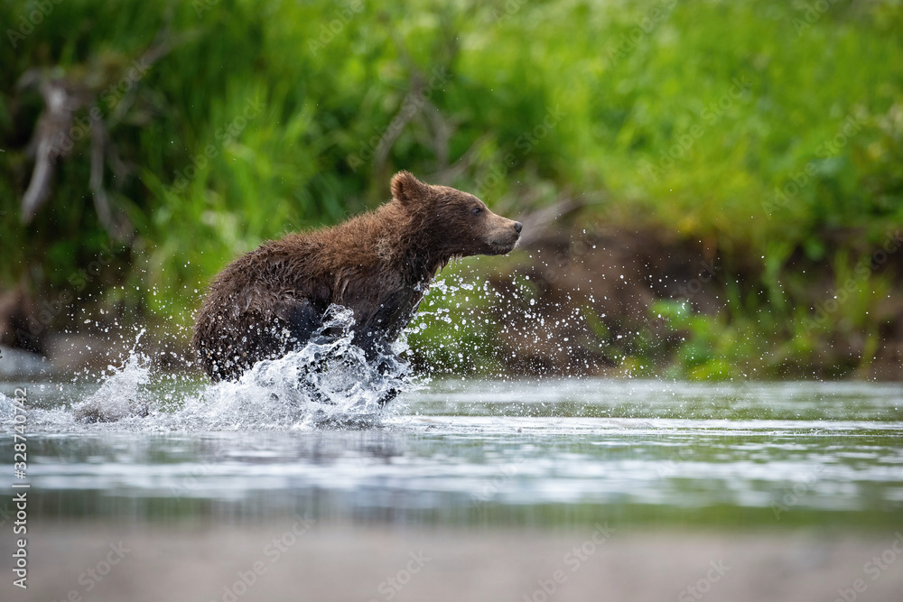 Obraz premium The&nbsp;Kamchatka&nbsp;brown&nbsp;bear, Ursus arctos beringianus catches salmons at Kuril Lake in Kamchatka, running in the water, action picture