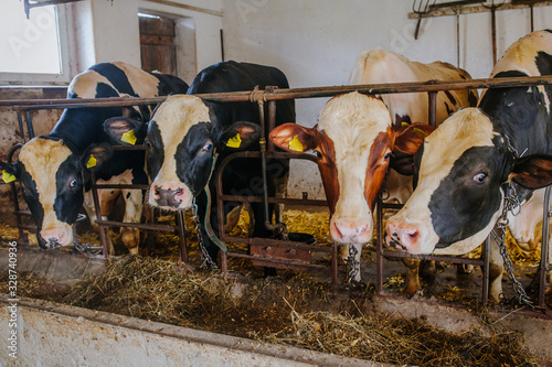 cow livestock farm barn Livestock Farm © volf anders