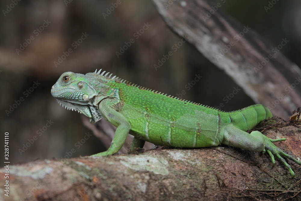 Iguana Green is a genus of herbivorous lizards that are native to tropical areas of Mexico, Central America, South America, and the Caribbean. Iguana Green is a genus of herbivorous lizards that are native to tropical areas of Mexico, Central America, South America, and the Caribbean.