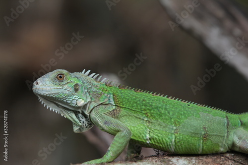 Iguana Green is a genus of herbivorous lizards that are native to tropical areas of Mexico  Central America  South America  and the Caribbean. 