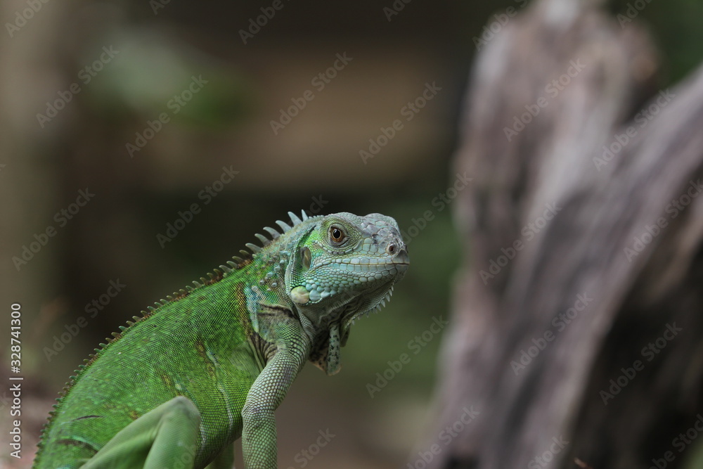 Iguana Green is a genus of herbivorous lizards that are native to tropical areas of Mexico, Central America, South America, and the Caribbean. Iguana Green is a genus of herbivorous lizards that are native to tropical areas of Mexico, Central America, South America, and the Caribbean.