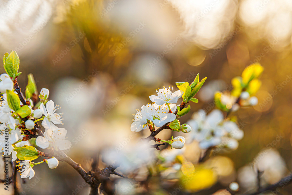 Beautiful white cherry blossom sakura flowers in spring time. Nature background with flowering cherry tree. Inspirational natural floral blooming garden or park. Flower art design. Beautiful white cherry blossom sakura flowers in spring time. Nature background with flowering cherry tree. Inspirational natural floral blooming garden or park. Flower art design.