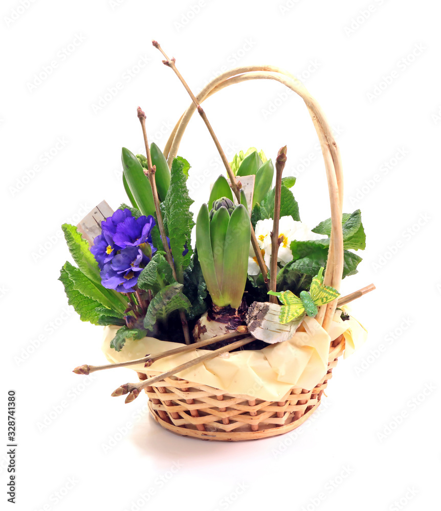 spring flowers in basket isolated on white spring flowers in basket isolated on white
