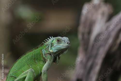 Iguana Green is a genus of herbivorous lizards that are native to tropical areas of Mexico  Central America  South America  and the Caribbean. 