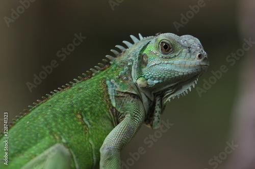 Iguana Green is a genus of herbivorous lizards that are native to tropical areas of Mexico, Central America, South America, and the Caribbean. 