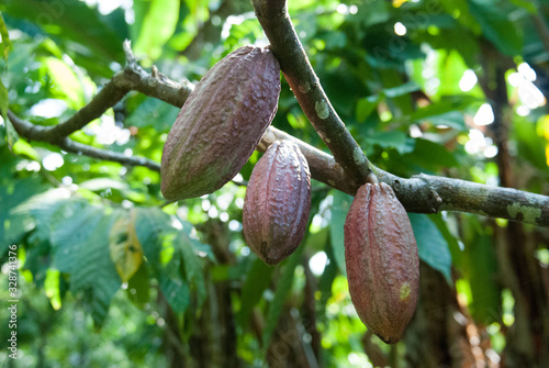 Cacao Fruit, Chocorart Cacao Plantation, Puerto Viejo de Talamanca, Limón Province, Costa Rica