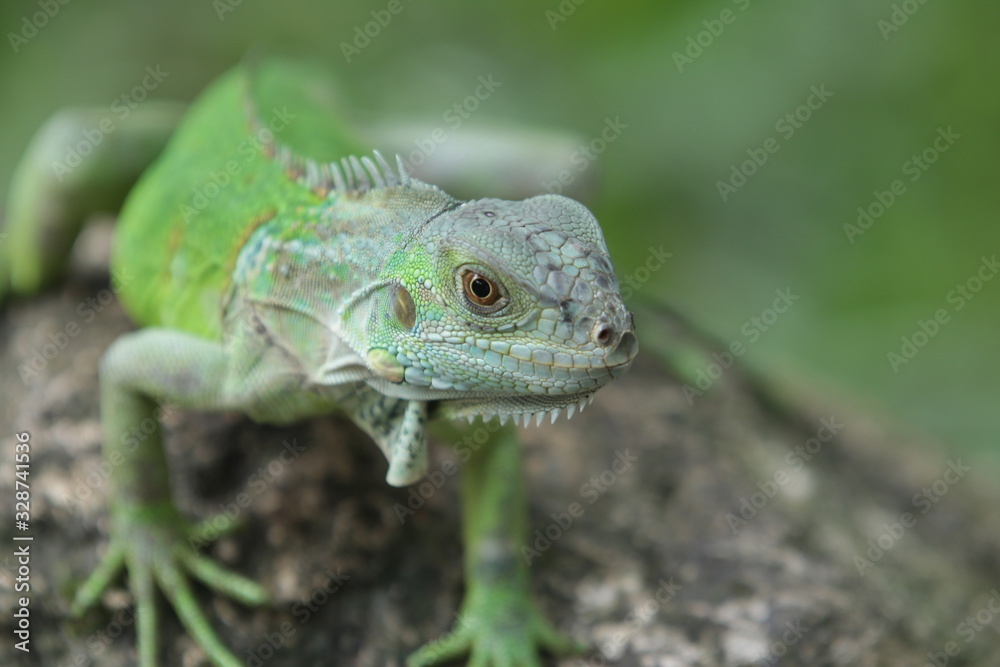 Obraz premium Iguana Green to rodzaj roślinożernych jaszczurek, które pochodzą z tropikalnych obszarów Meksyku, Ameryki Środkowej, Ameryki Południowej i Karaibów.