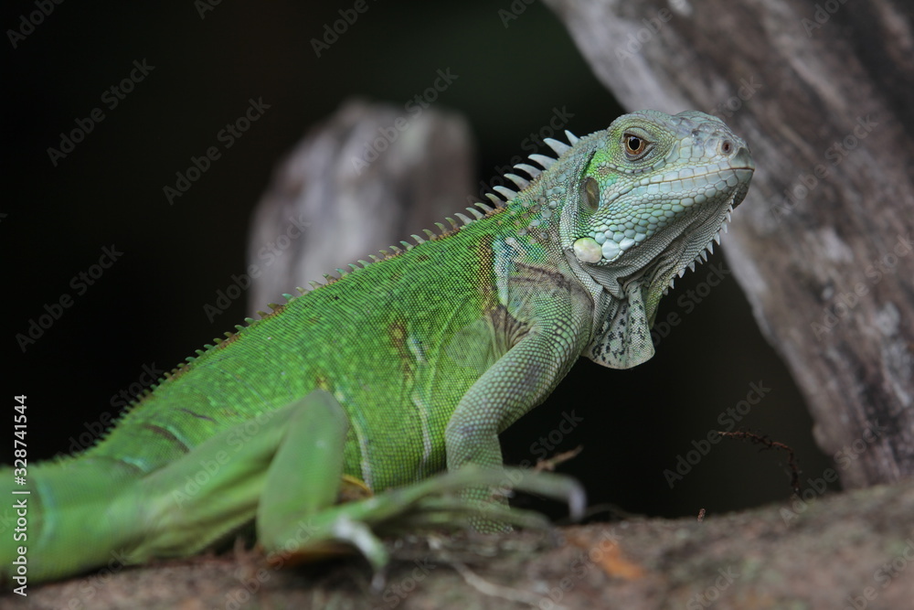 Iguana Green is a genus of herbivorous lizards that are native to tropical areas of Mexico, Central America, South America, and the Caribbean. Iguana Green is a genus of herbivorous lizards that are native to tropical areas of Mexico, Central America, South America, and the Caribbean.