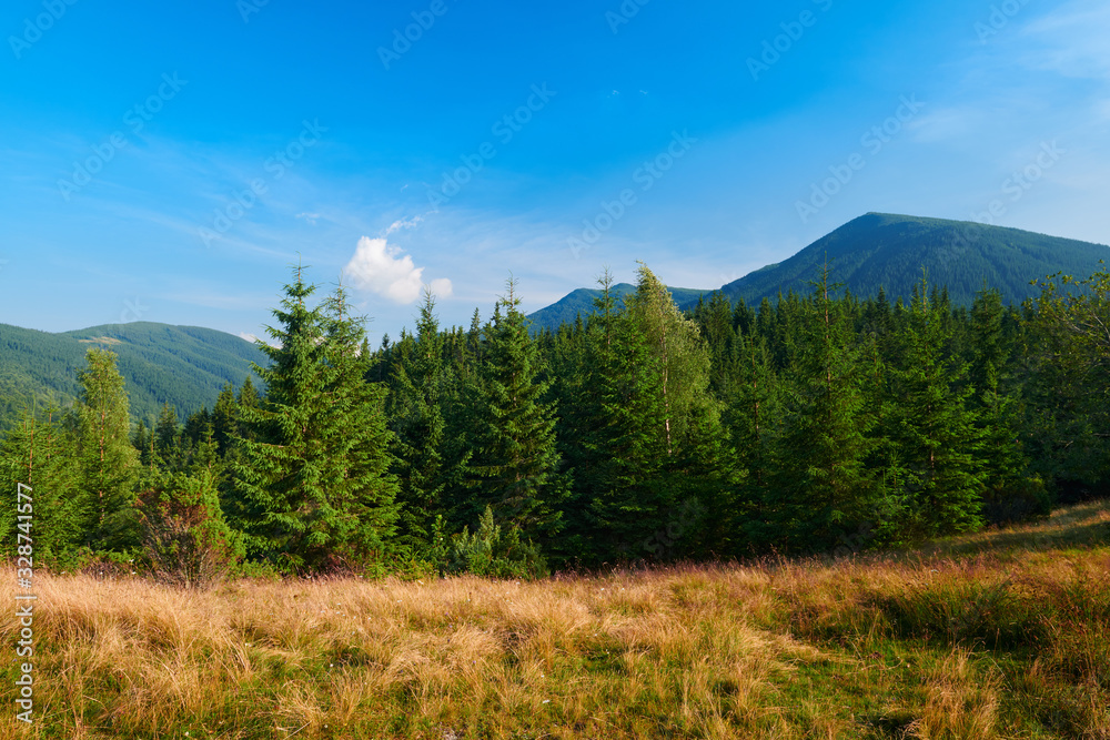 Fototapeta premium wild nature, summer landscape in carpathian mountains, wildflowers and meadow, spruces on hills, beautiful cloudy sky