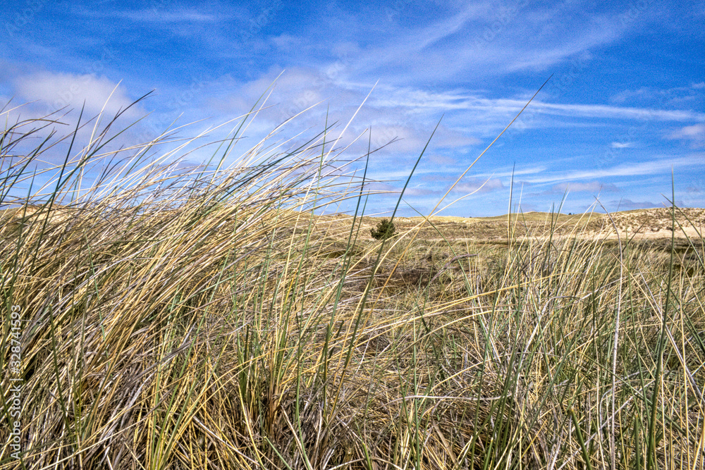 Obraz premium Dünengras auf Amrum