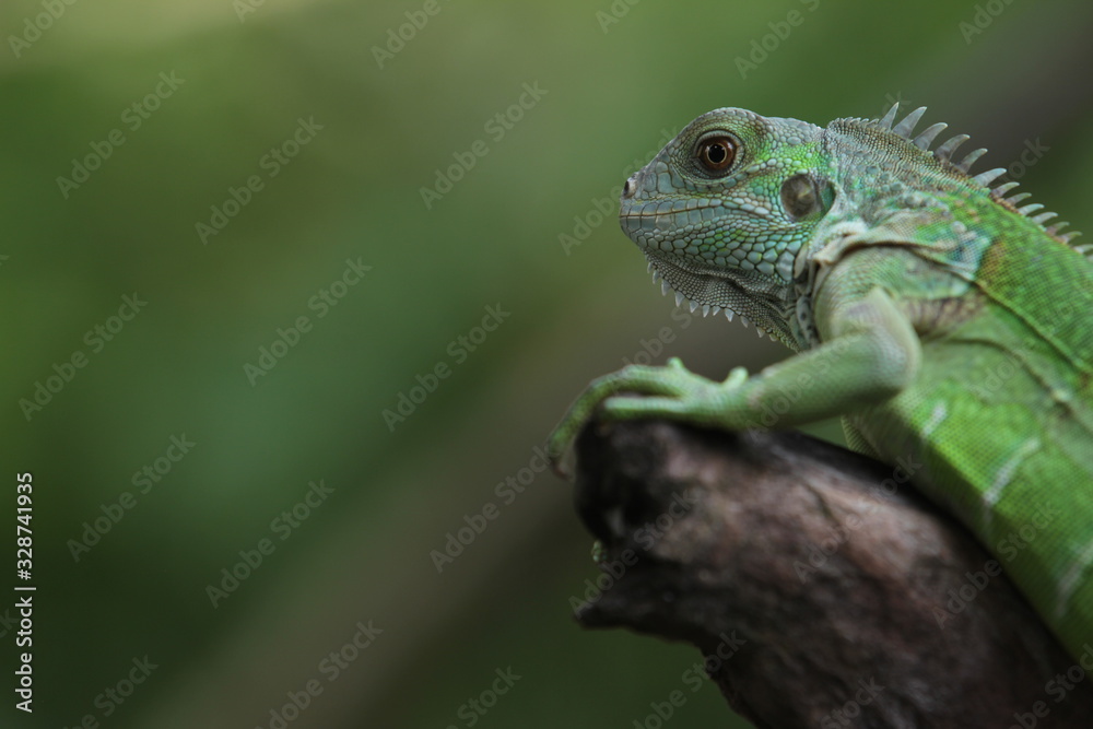 Fototapeta premium Iguana Green is a genus of herbivorous lizards that are native to tropical areas of Mexico, Central America, South America, and the Caribbean. 
