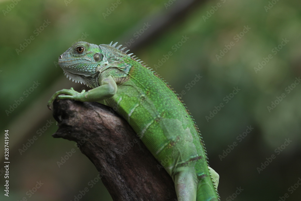 Iguana Green is a genus of herbivorous lizards that are native to tropical areas of Mexico, Central America, South America, and the Caribbean. Iguana Green is a genus of herbivorous lizards that are native to tropical areas of Mexico, Central America, South America, and the Caribbean.