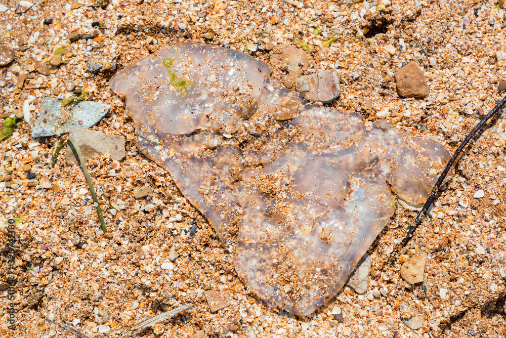 Close-up view of jellyfish remains on the shore Close-up view of jellyfish remains on the shore