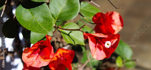 close up of red flower with leaves and detail