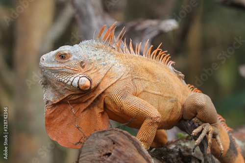 Iguana Red is a genus of herbivorous lizards that are native to tropical areas of Mexico, Central America, South America, and the Caribbean. 