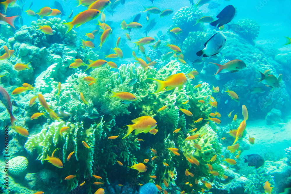 Obraz premium Scenic view of colorful tropical coral reef