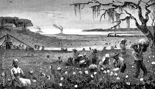 Agriculture: cotton harvest in Louisiana, slaves fill baskets with white cotton bolls, 19th century