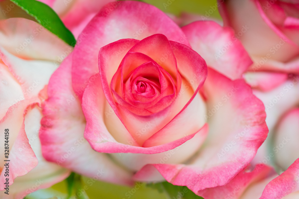 Beautiful fresh rose. Blooming pink bud. Spring flowering roses. Beautiful fresh rose. Blooming pink bud. Spring flowering roses.
