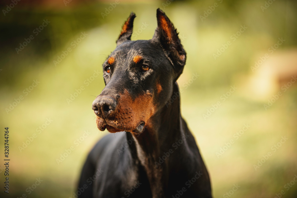 Stock photograph of a canine dog of the Doberman breed, black and orange on a green nature background