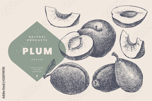 Fototapeta Hand drawn plum. Natural fruit, whole and cut. Organic food concept. Can be used as element in design of gastronomy, menus and packaging. Vintage botanical illustration on isolated background.