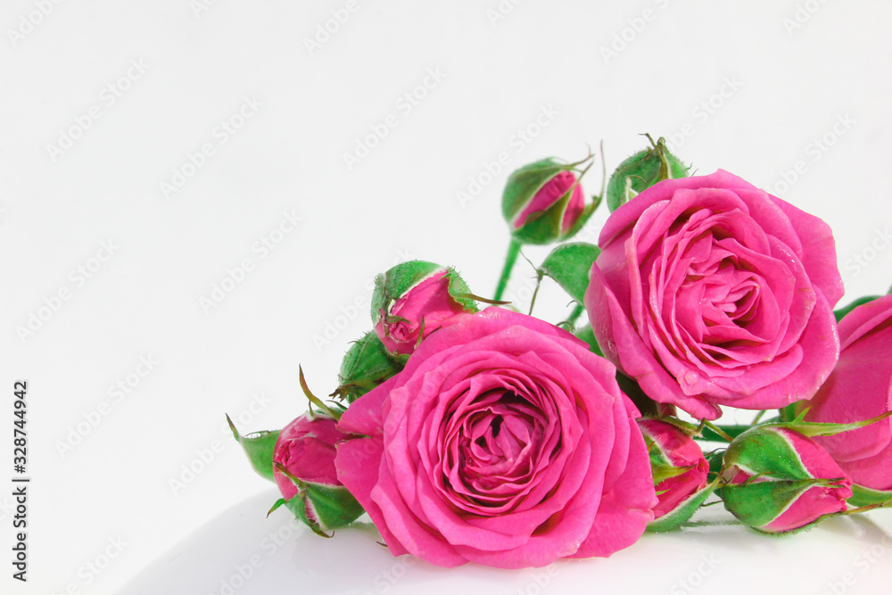 Decorative rose on a white background. Pink little buds. Macro view. Decorative rose on a white background. Pink little buds. Macro view.