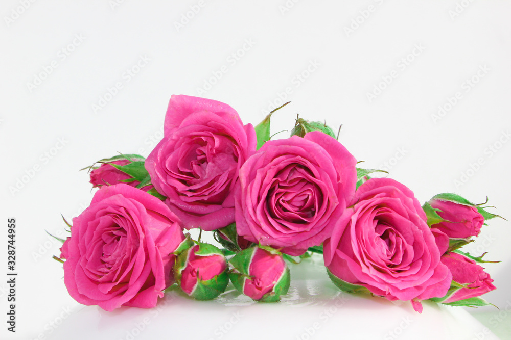 Decorative rose on a white background. Pink little buds. Macro view. Decorative rose on a white background. Pink little buds. Macro view.